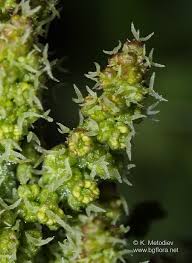 Attēlu rezultāti vaicājumam “Chenopodium bonus-henricus”