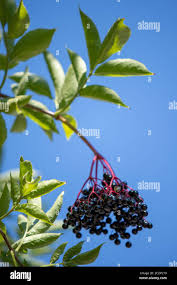 Attēlu rezultāti vaicājumam “Sambucus nigra fruit”