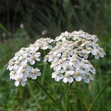 Attēlu rezultāti vaicājumam “Achillea millefolium flower”