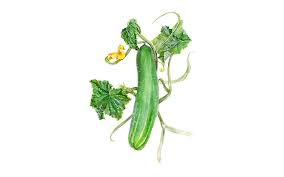 Image result for Gurke