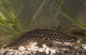 Attēlu rezultāti vaicājumam “Triturus vulgaris male”