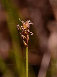 Attēlu rezultāti vaicājumam “Carex dioica”