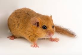 Attēlu rezultāti vaicājumam “Muscardinus avellanarius”