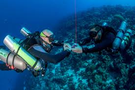Image result for Headstream Divers