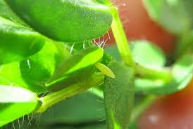 Attēlu rezultāti vaicājumam “Leptidea sinapis underside”