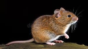 Attēlu rezultāti vaicājumam “Myodes glareolus”