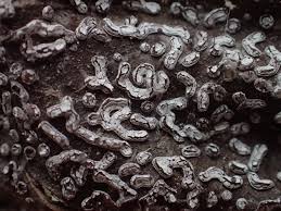 Attēlu rezultāti vaicājumam “Diderma effusum macro”