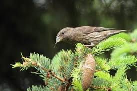 Image result for Loxia curvirostra