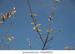 Attēlu rezultāti vaicājumam “Salix daphnoides”