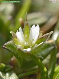 Attēlu rezultāti vaicājumam “Cerastium semidecandrum bud”