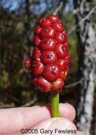 Attēlu rezultāti vaicājumam “Calla palustris”