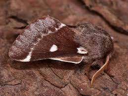 Attēlu rezultāti vaicājumam “Eriogaster lanestris”