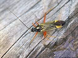 Attēlu rezultāti vaicājumam “Miridae”