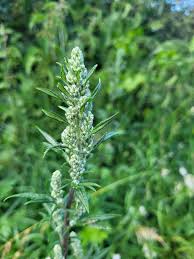 Attēlu rezultāti vaicājumam “Artemisia vulgaris bud”