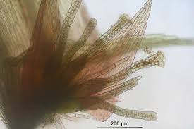 Attēlu rezultāti vaicājumam “Bryum pallens”