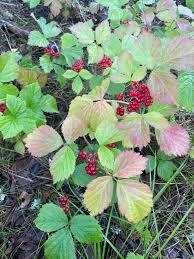 Attēlu rezultāti vaicājumam “Rubus saxatilis fruit”