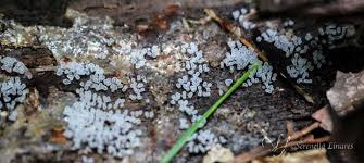 Attēlu rezultāti vaicājumam “Ceratiomyxa morchella macro”