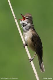 Attēlu rezultāti vaicājumam “Acrocephalus arundinaceus adult”