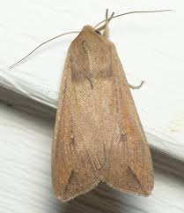 Attēlu rezultāti vaicājumam “Mythimna sp.”