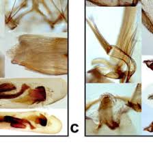 Attēlu rezultāti vaicājumam “Anticollix sparsata”