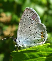 Attēlu rezultāti vaicājumam “Everes argiades male”