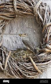 Attēlu rezultāti vaicājumam “Muscicapa striata nest”