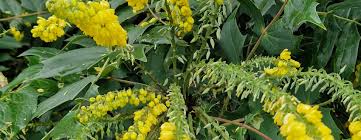 Attēlu rezultāti vaicājumam “Mahonia aquifolium flower”