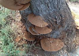 Attēlu rezultāti vaicājumam “Ganoderma applanatum”