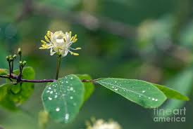 Attēlu rezultāti vaicājumam “Lonicera xylosteum”