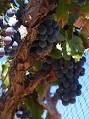 Grenache - Wikipedia, the free encyclopedia