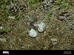 Attēlu rezultāti vaicājumam “Caprimulgus europaeus egg”