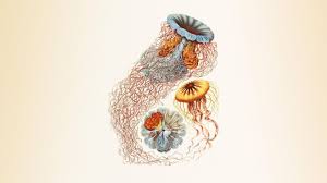 Image result for ernst haeckel