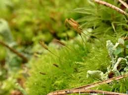 Attēlu rezultāti vaicājumam “Tetraphis pellucida sporophyte”