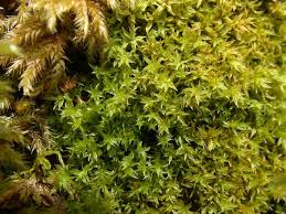 Attēlu rezultāti vaicājumam “Dicranella staphylina cells”