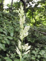 Attēlu rezultāti vaicājumam “Phalaroides arundinacea”