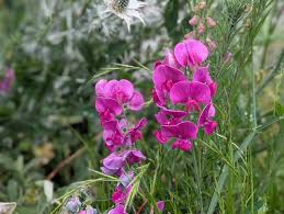 Attēlu rezultāti vaicājumam “Lathyrus latifolius flower”