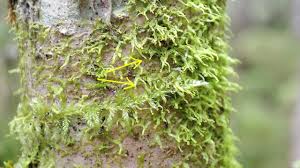 Attēlu rezultāti vaicājumam “Metzgeria violacea”