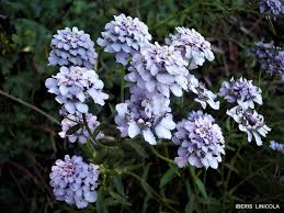 Image result for Iberis umbellata