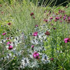 Image result for Dianthus carthusianorum