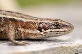 Attēlu rezultāti vaicājumam “Lacerta vivipara”