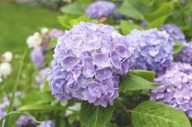 Attēlu rezultāti vaicājumam “Hydrangea”