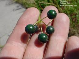 Attēlu rezultāti vaicājumam “Bryonia alba bud”