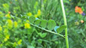 Attēlu rezultāti vaicājumam “Vicia sepium leaf”