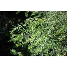 Attēlu rezultāti vaicājumam “Taxus wallichiana”