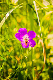 Attēlu rezultāti vaicājumam “Geranium palustre flower”