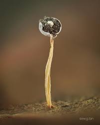 Attēlu rezultāti vaicājumam “Physarum pezizoideum spores”