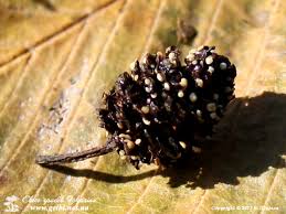 Attēlu rezultāti vaicājumam “Mollisia amenticola”