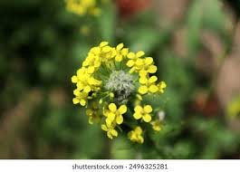 Attēlu rezultāti vaicājumam “Erysimum cheiranthoides flower”