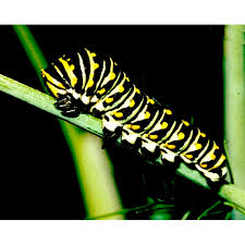 Attēlu rezultāti vaicājumam “Peucedanum palustre fruit”