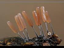 Attēlu rezultāti vaicājumam “Stemonitopsis sp.”